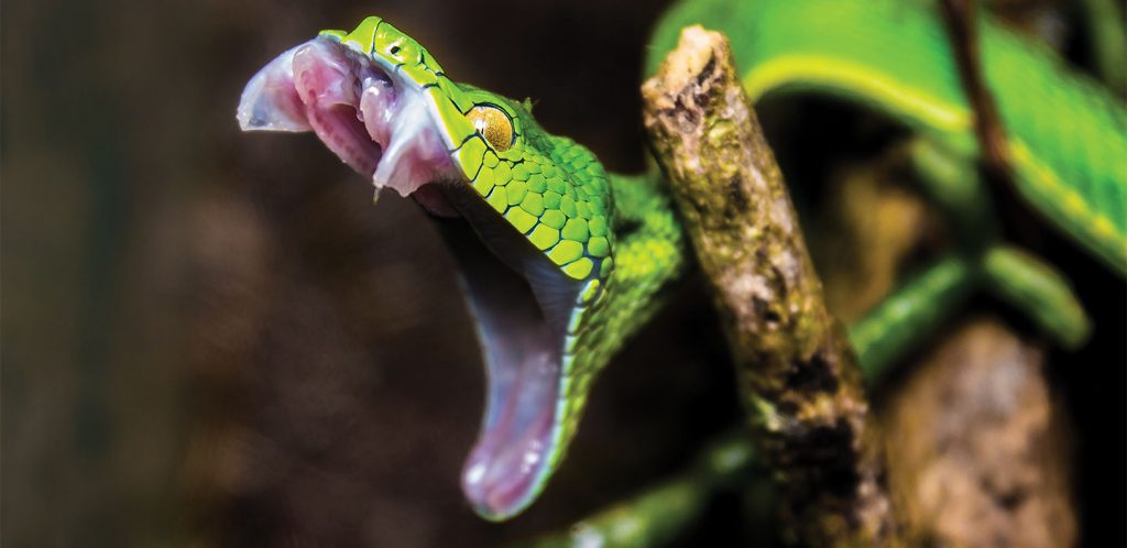 snake ভয়ংকর