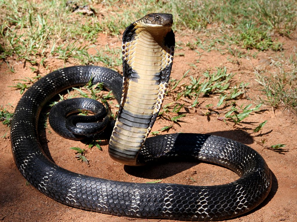 Indian King Cobra