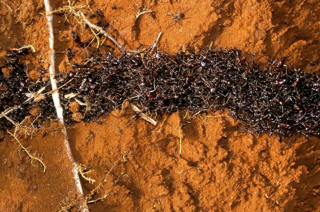পিঁপড়া ( Army Ant )
