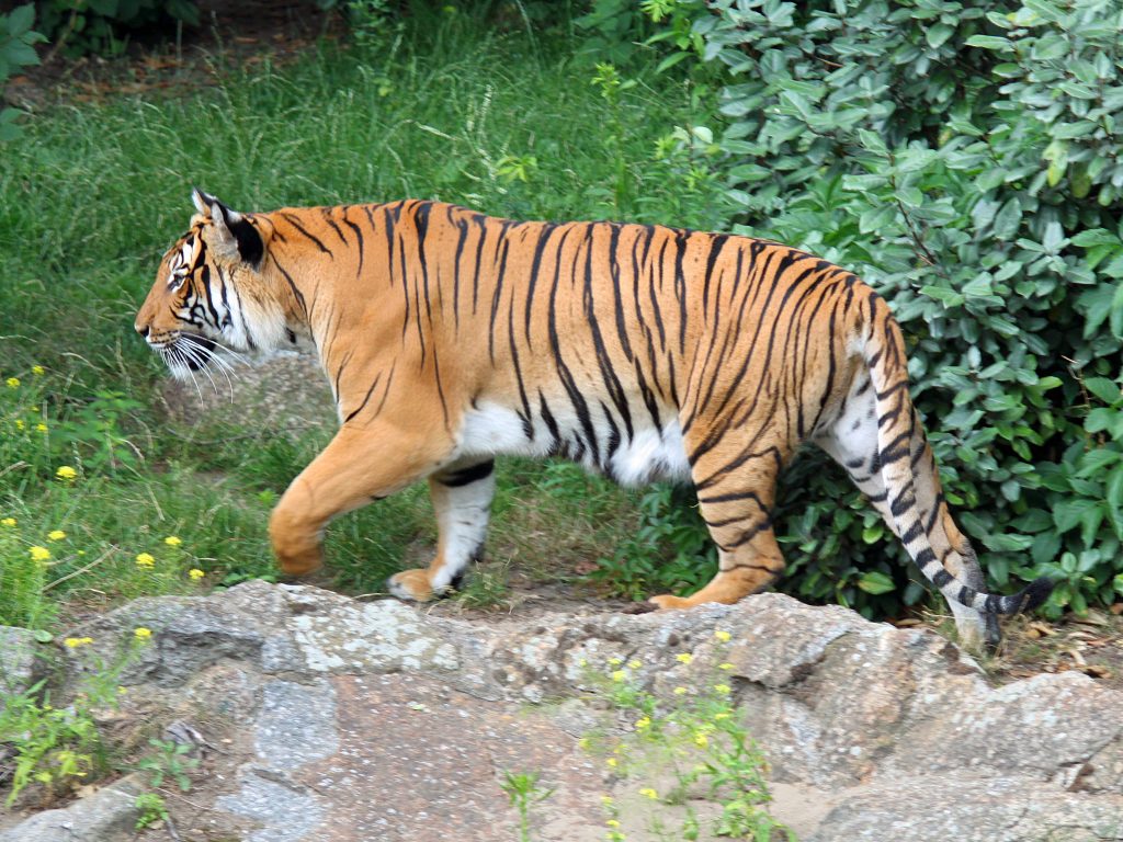 Indochina tiger