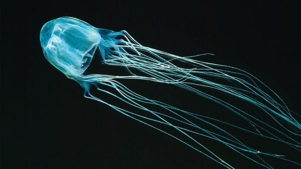 Chironex Box Jellyfish 