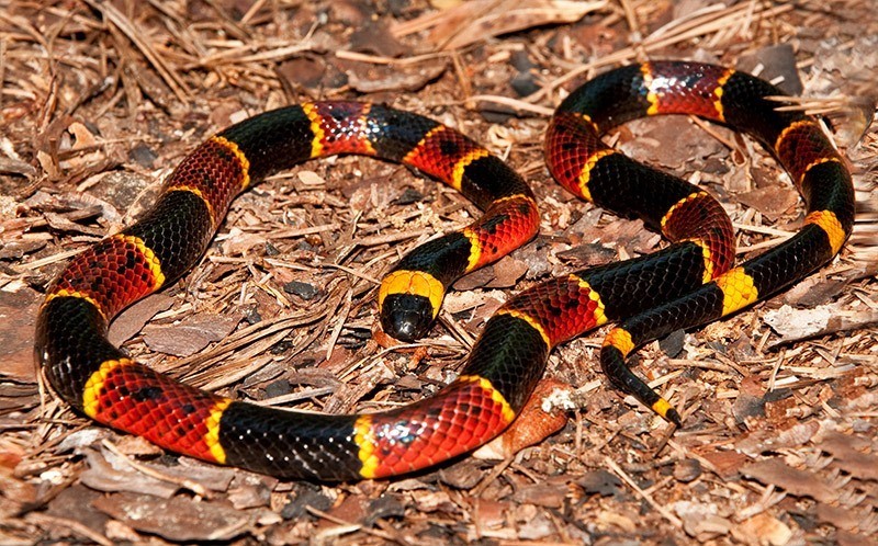 coral Snakes 