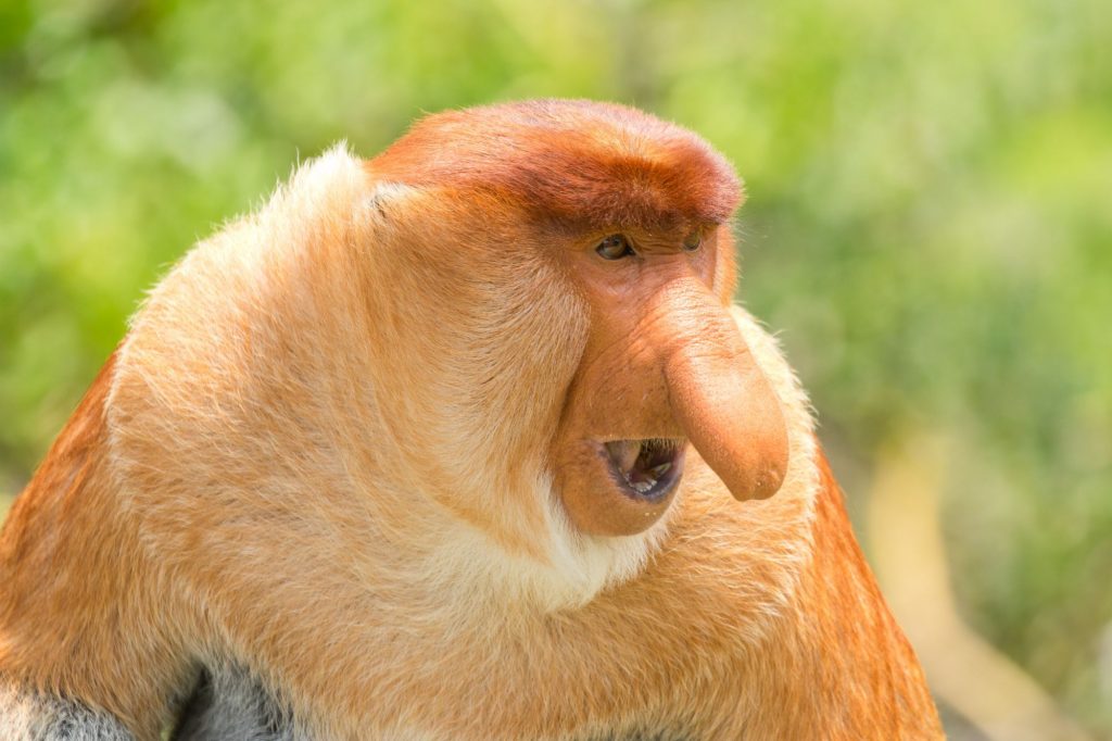 Probosis monkey