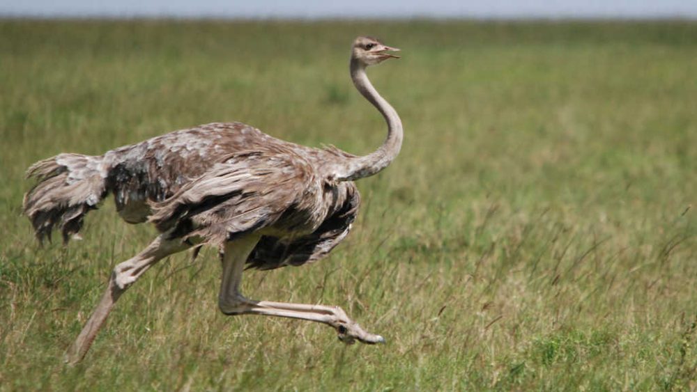 Ostrich (দ্রুতগামি পাখি)