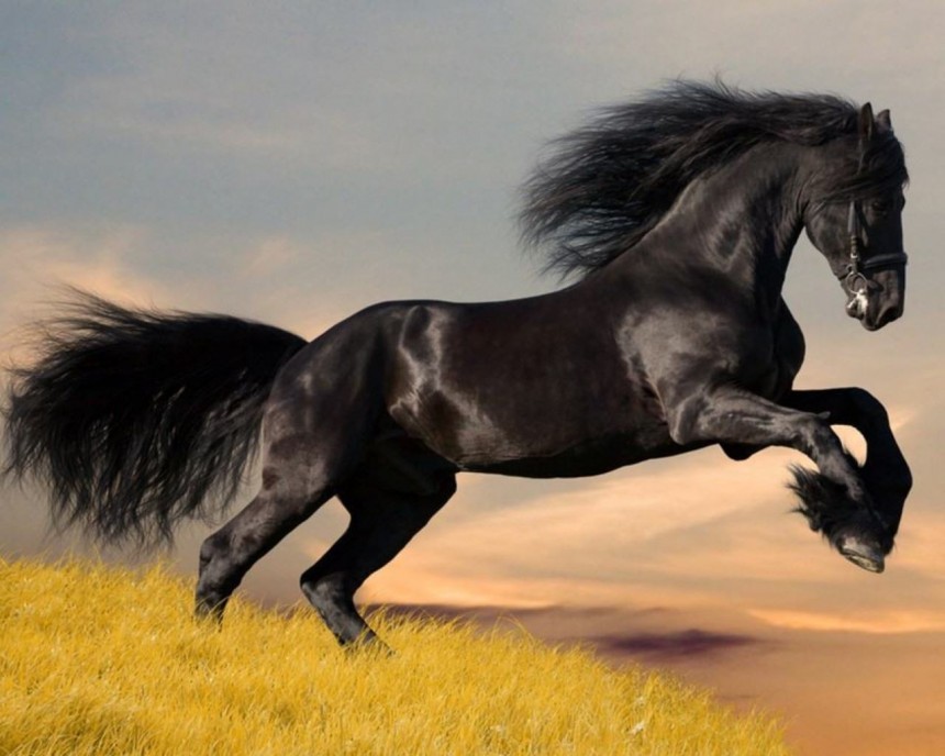 Arabian Horse ( অ্যারাবিয়ান ঘোড়া )
