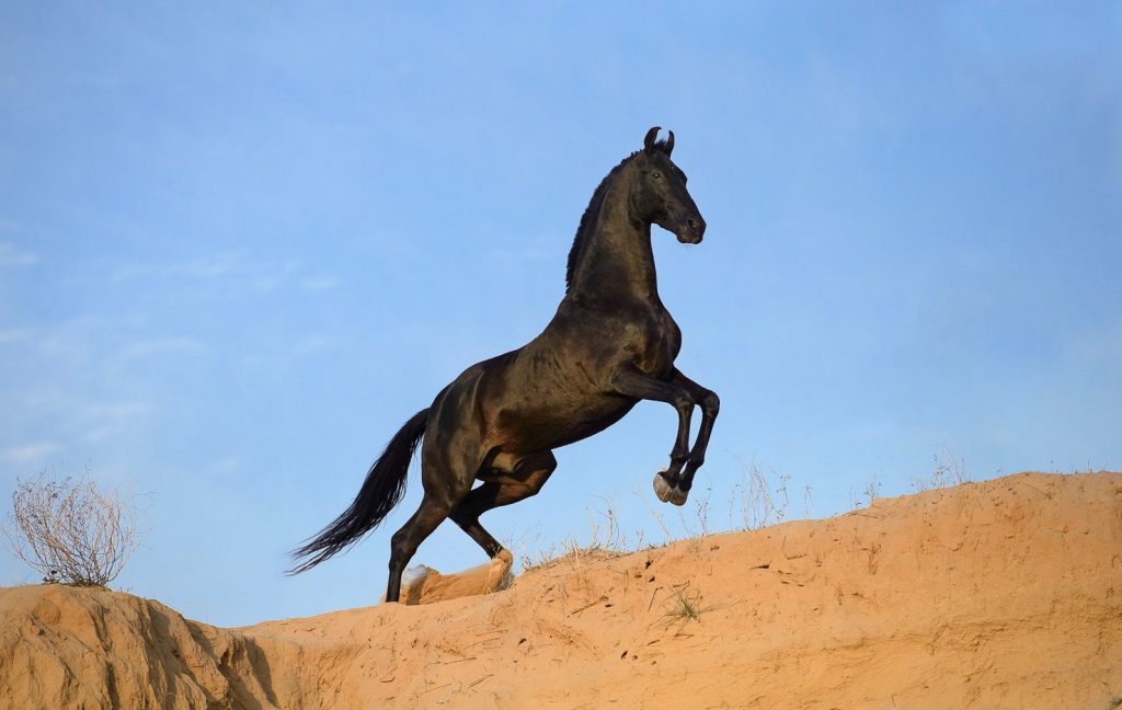 Marwari Horse ( মারয়ারী ঘোড়া )
