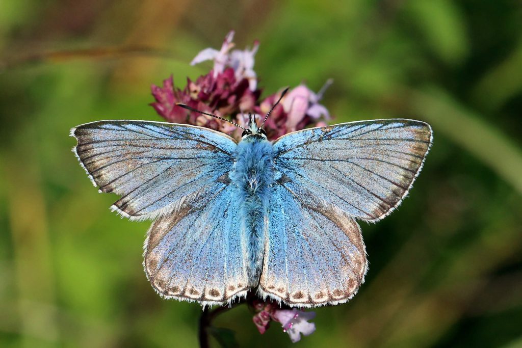 Chalk hill blue Butterflies