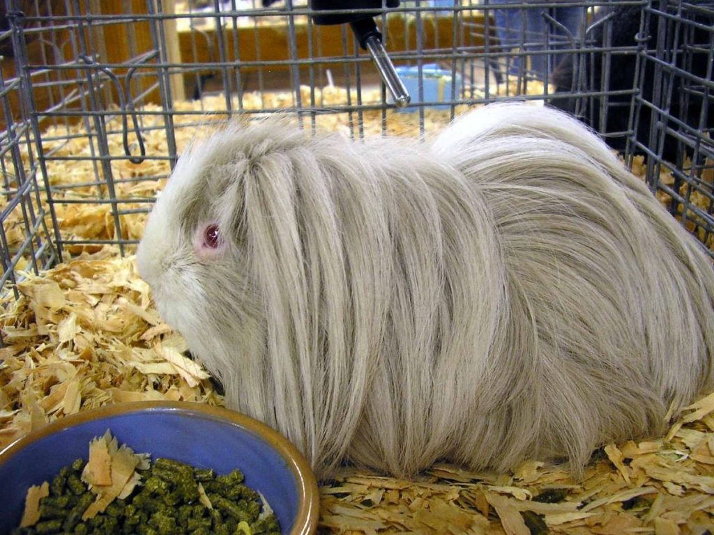 Coronet guinea pig