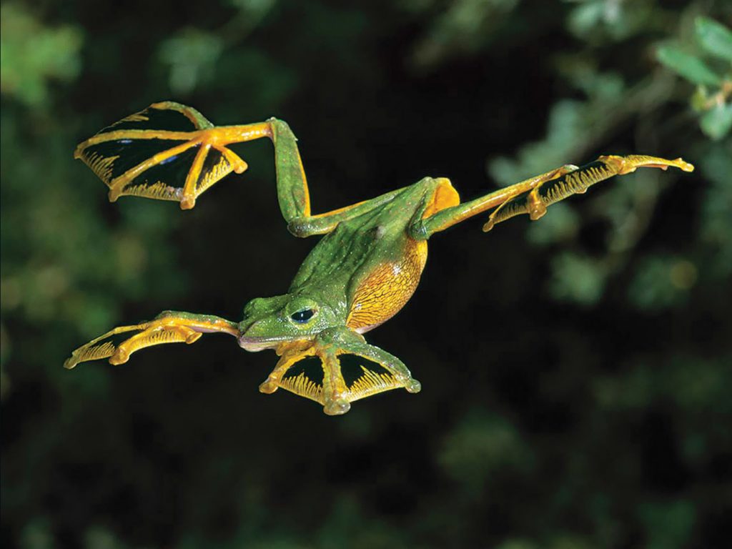 Flying Frog