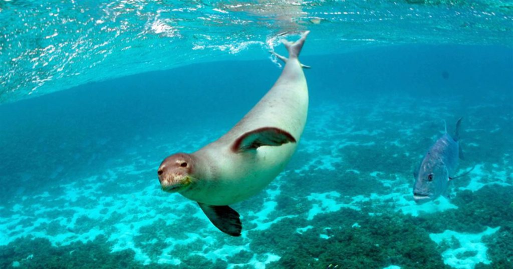 Hawaiian monk seals