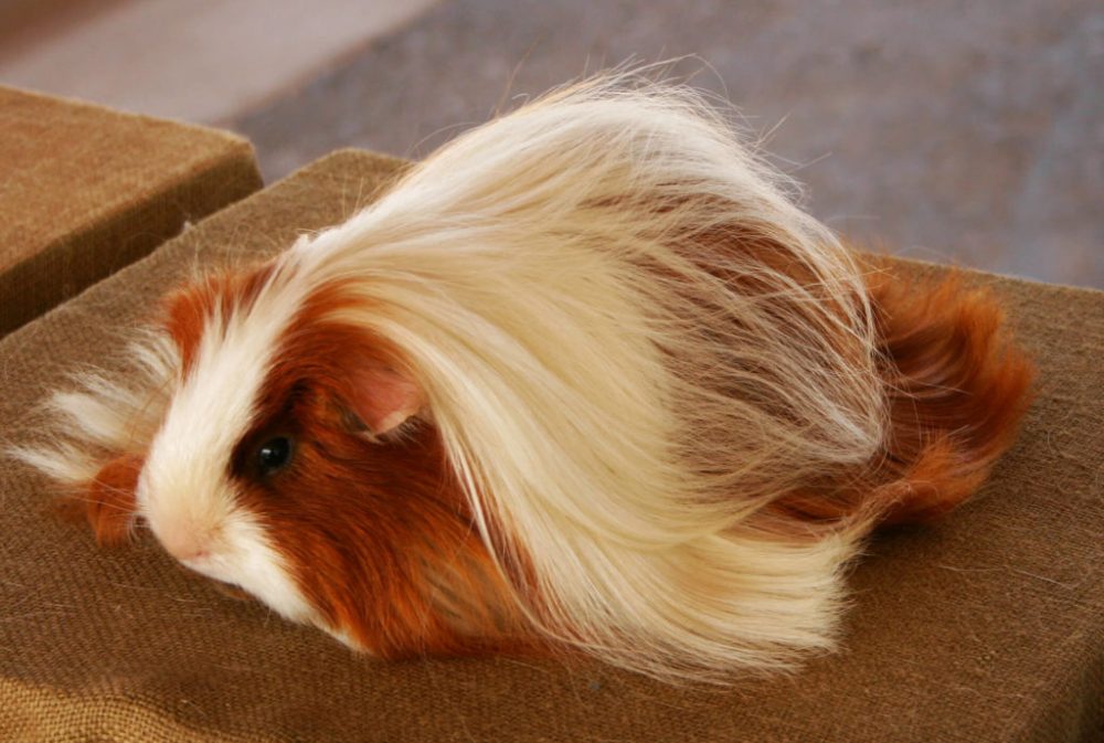 Silkie guinea pig