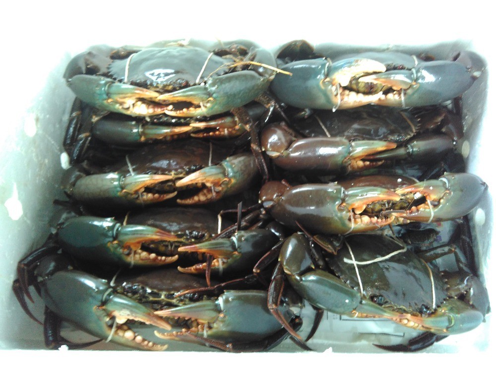 Sri Lankan Crabs