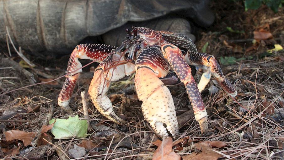 Australian Coconut Crabs 