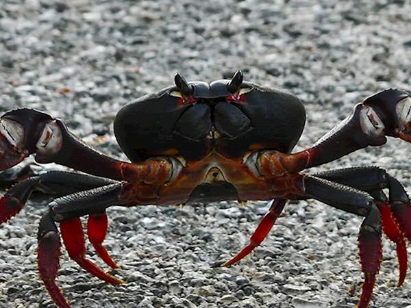Black Crabs ( ব্ল্যাক কাঁকড়া )