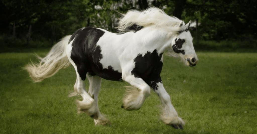 gypsi horse ( জিপসি ঘোড়া )