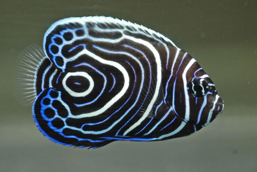 Juvenile Angel Fish ( মাছ )