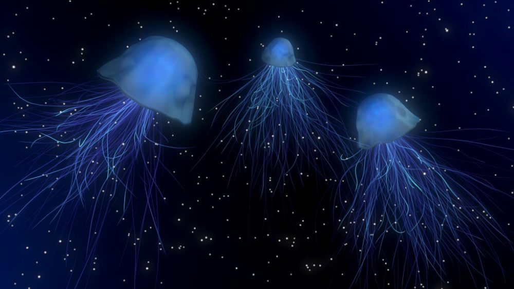 jellyFish in space 