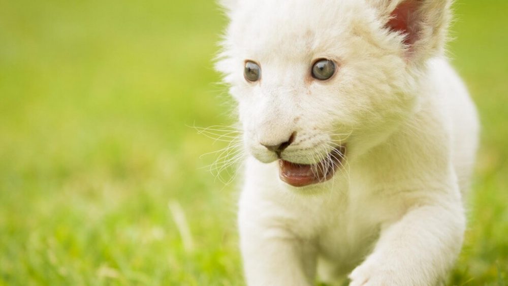 white lion cub সিংহ