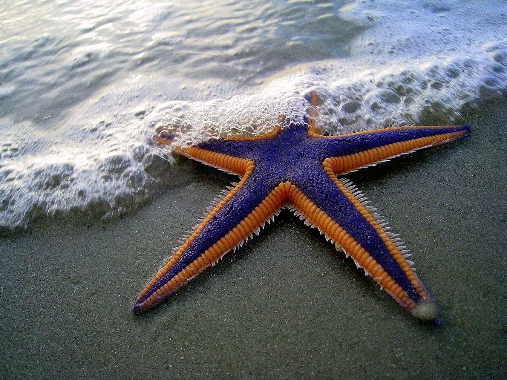তারা মাছ star fish 