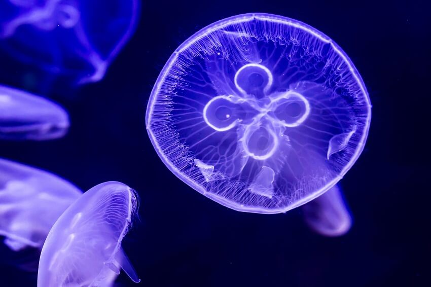 jellyfish ocean starfish
