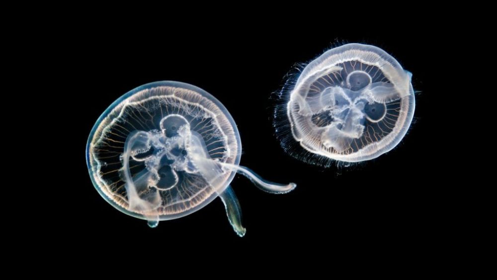 jellyfish জেলিফিশ
