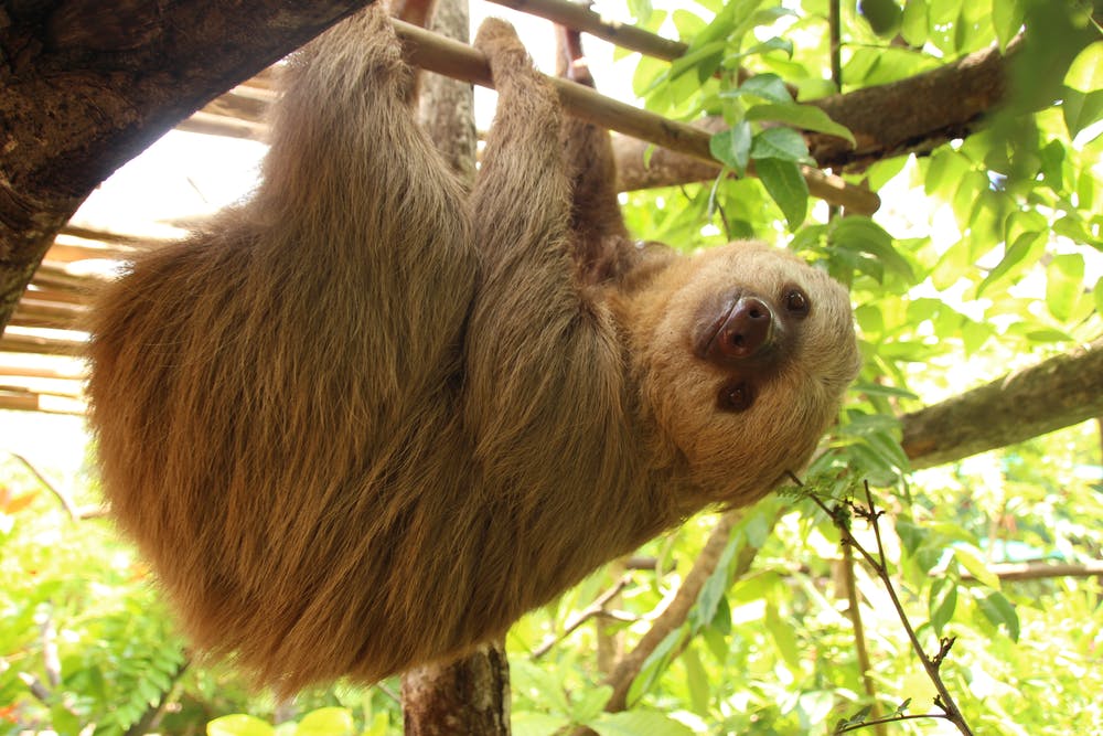 sloths of costarica