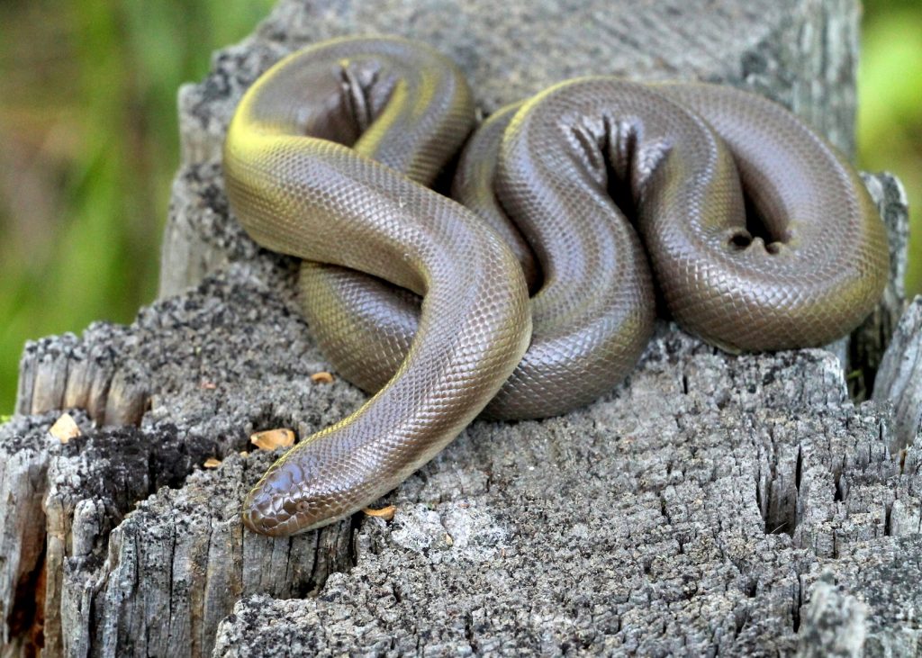 Rubber Boa snake