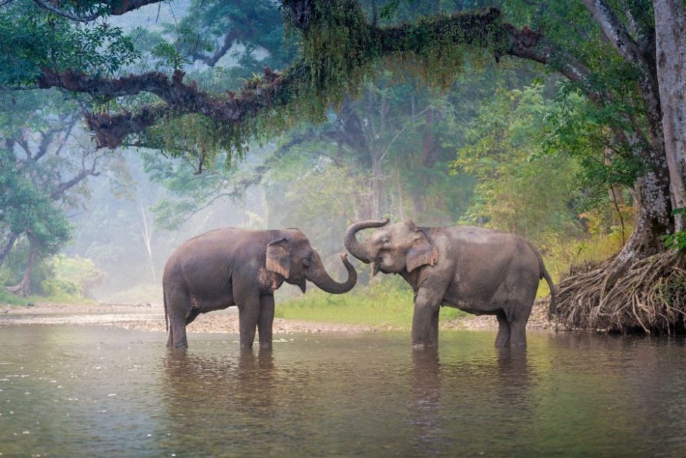 Thailand Elephant 