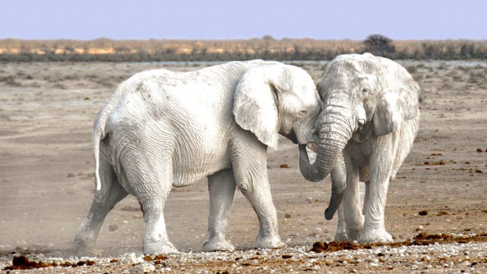 white elephant সাদা প্রাণী
