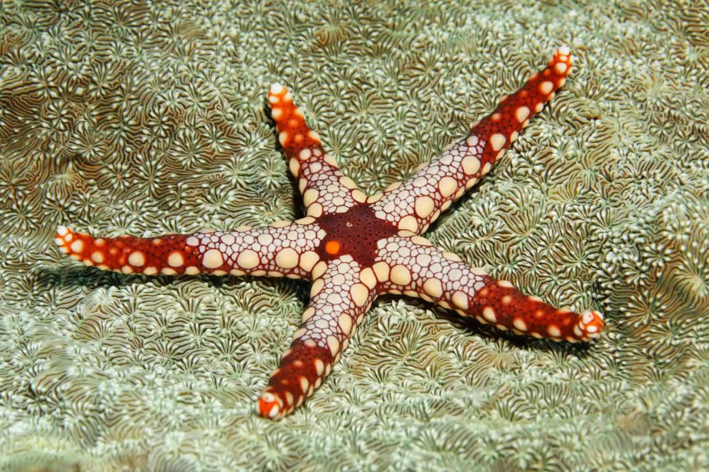 star fish 