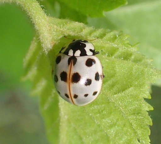 white lady bug সাদা প্রাণী 