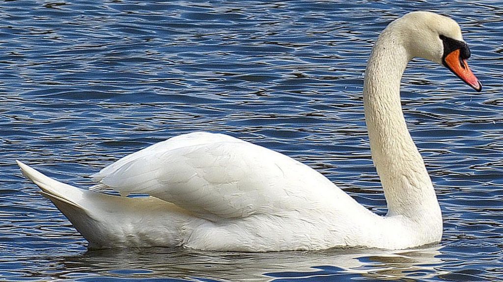 মিউট রাজহাঁস mute swan