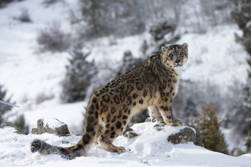 Snow Leopard Mongolia