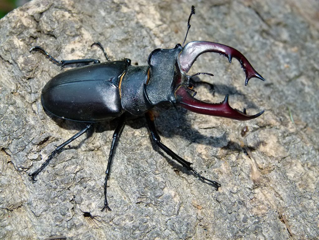 stag beetle ( পোষা প্রাণী )