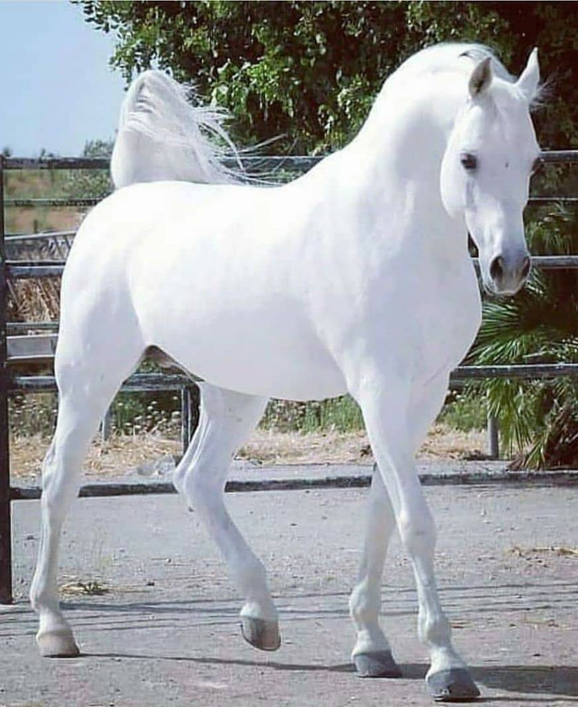 albino horse সাদা প্রাণী