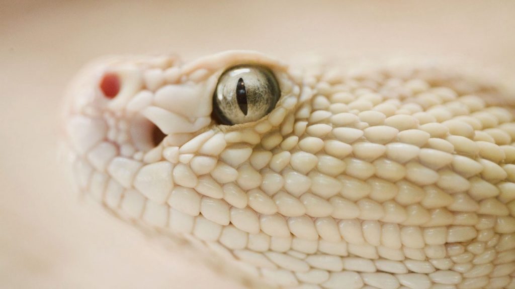 white snake python পাইথন