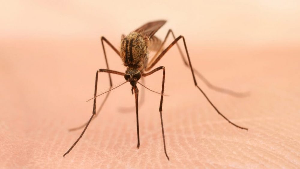 top 10 mosquitos in the world 