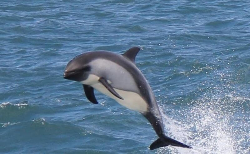 Chilian Dolphin 