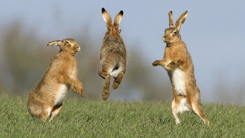 jumping Hare