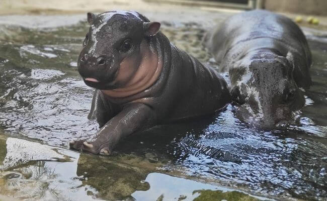 baby Hippo