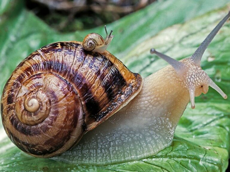 snails শামুক