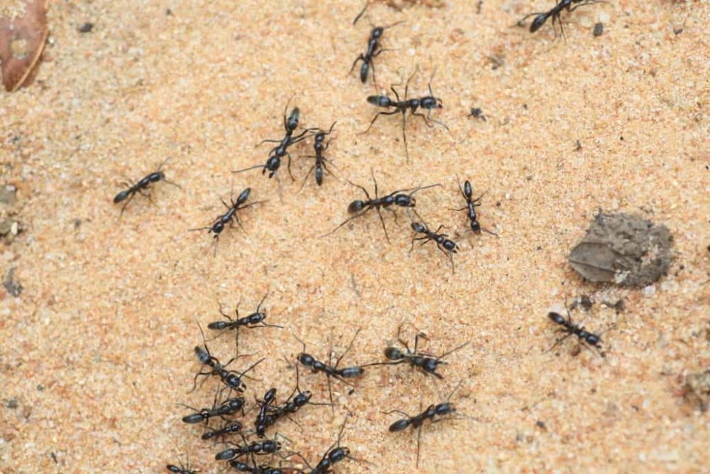 Driver ants বিষাক্ত কীট-পতঙ্গ