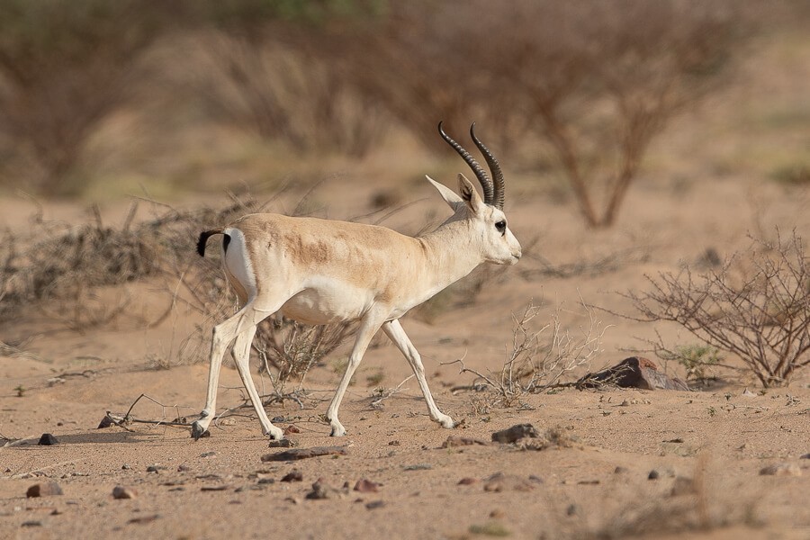 Arabian Sand Gazelle