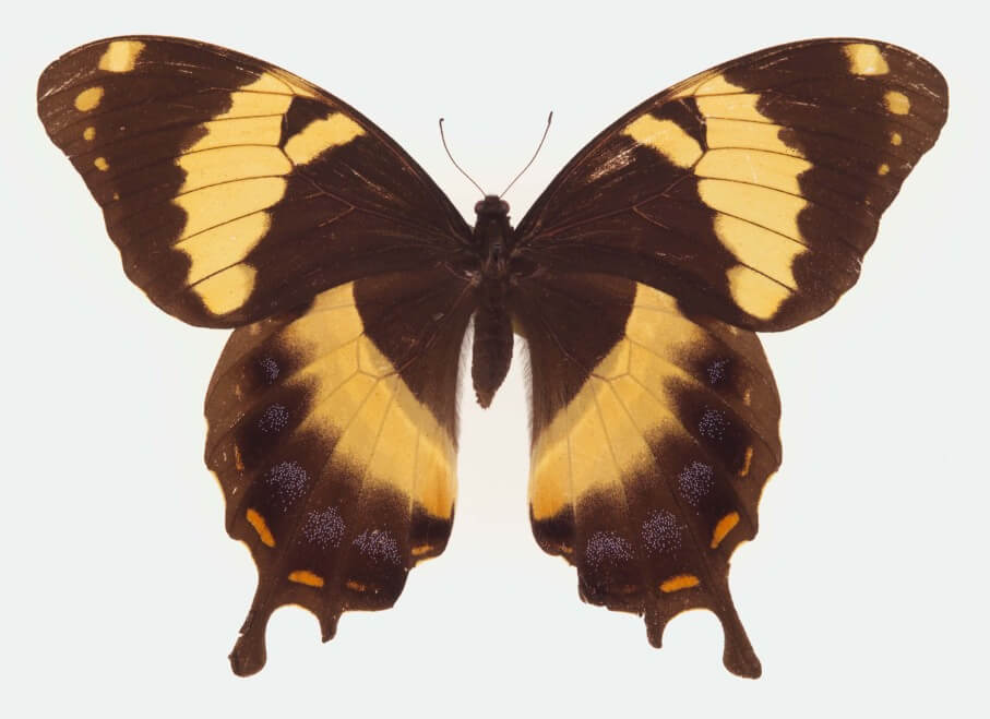 Homerus Swallowtail