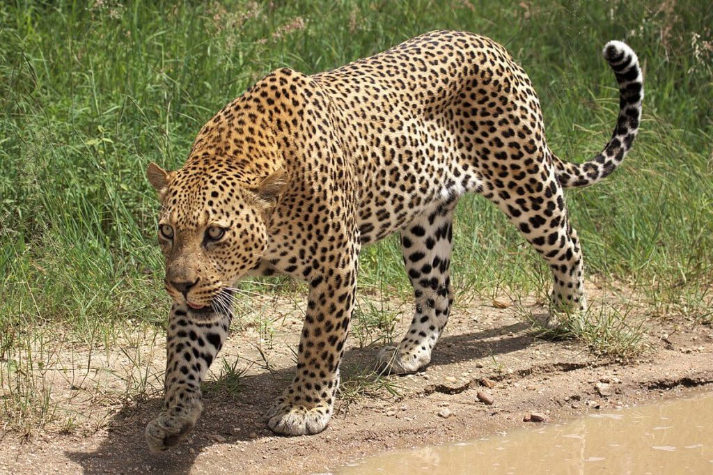 leopard sundarban