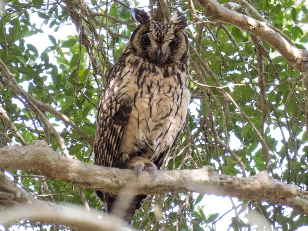 প্যাঁচা OWL