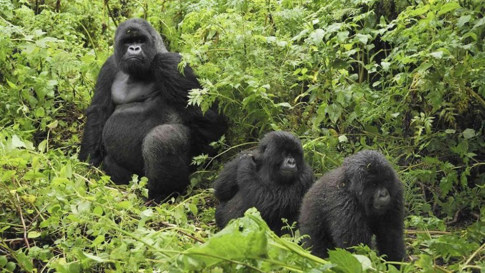 Gorilla group