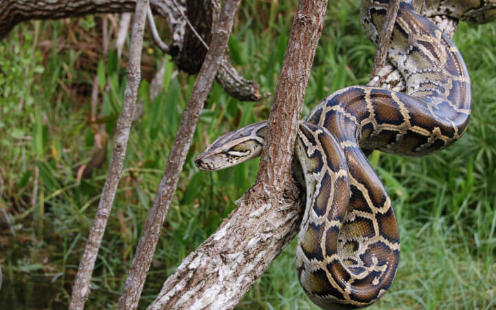 Python Snake পাইথন সাপ